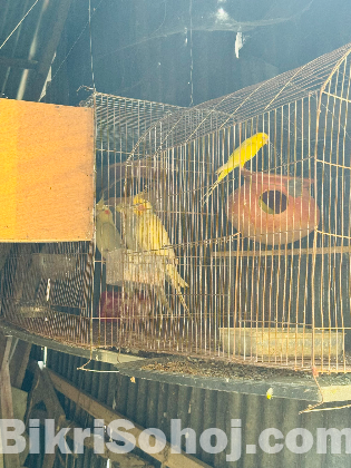 কোকাটেল ও বাজিগার পাখি